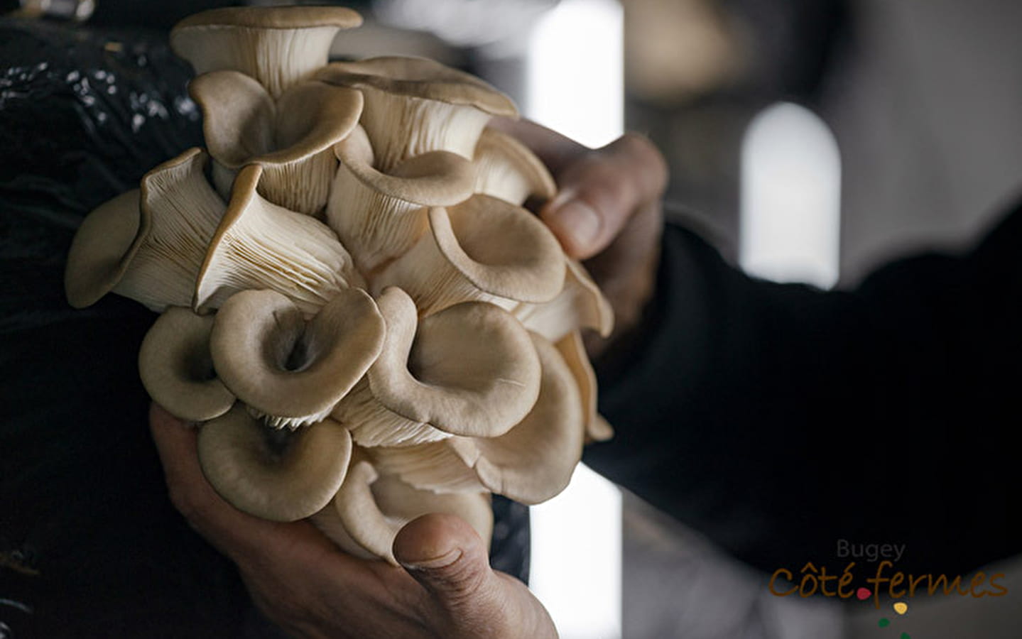 Les champignons de la Cascade