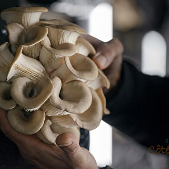 Les champignons de la Cascade - TENAY