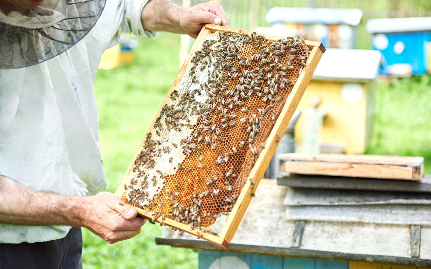 Exposition dédiée à l’abeille et aux pollinisateurs