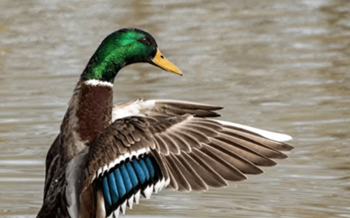 Mystère chez les canards - Marais de Lavours