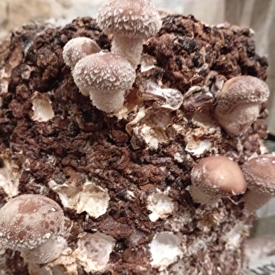 Dive into mushroom growing with Florian