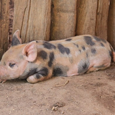 La ferme Chassard