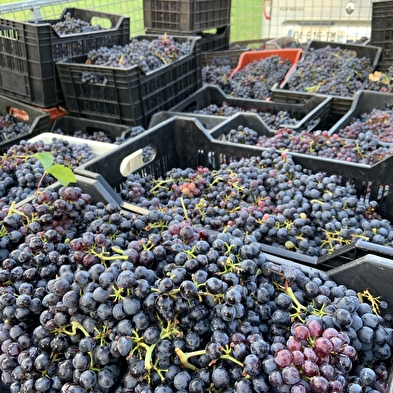 La Cave de Corentin Bouilloux - Vigneron