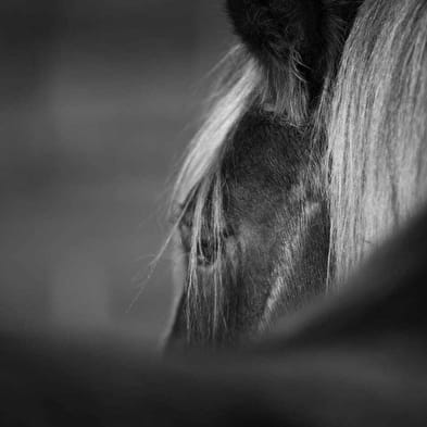 Balade à cheval à la Ferme équestre de Lavant