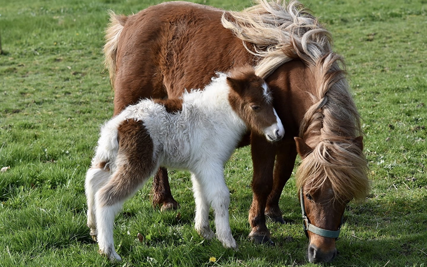 Pony week course