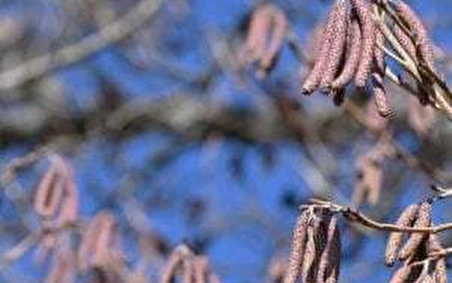 COMPLET - Histoires d'arbres (4-7 ans) - Maison du Marais