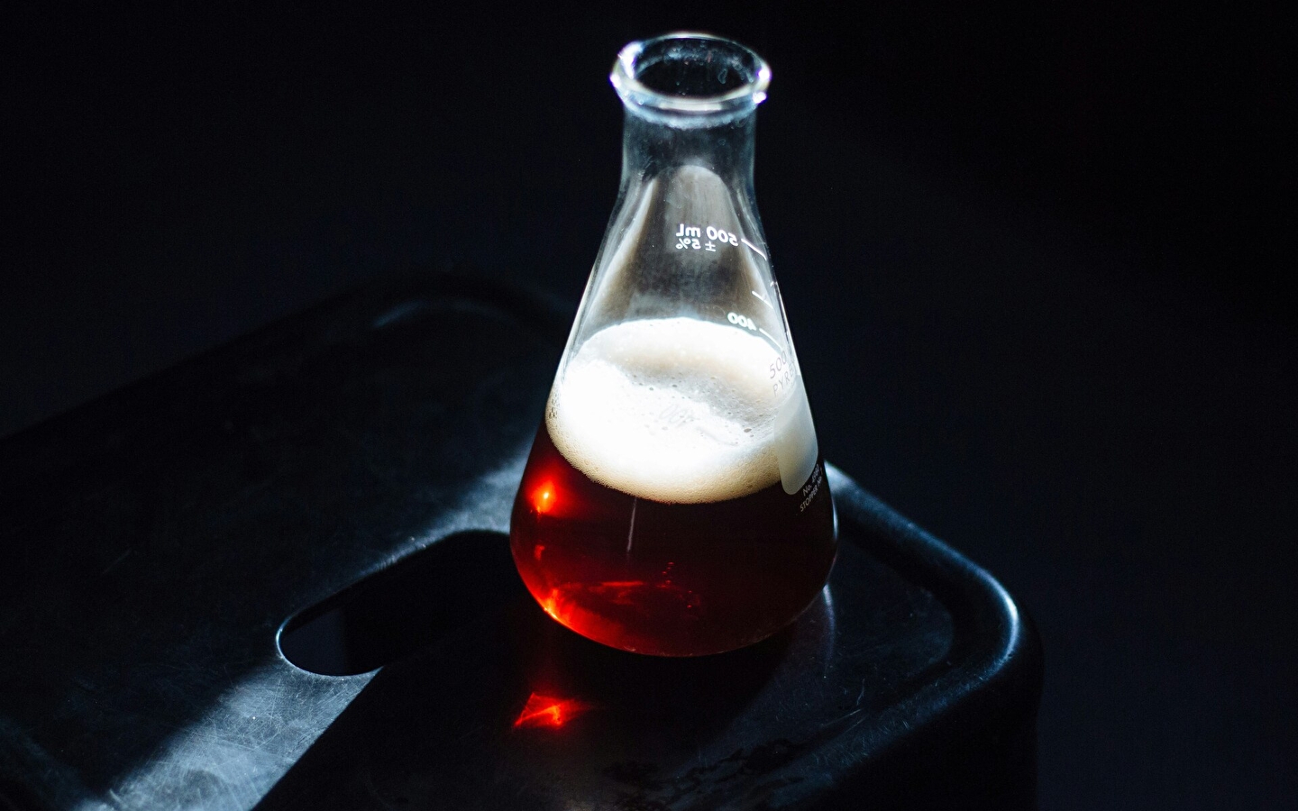 Beer, ferments and people