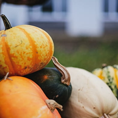 Pumpkin festival