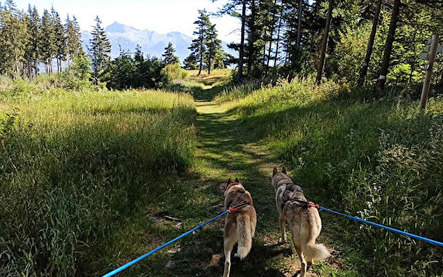 Cani Randonnée nocturne avec Nordic Indiana