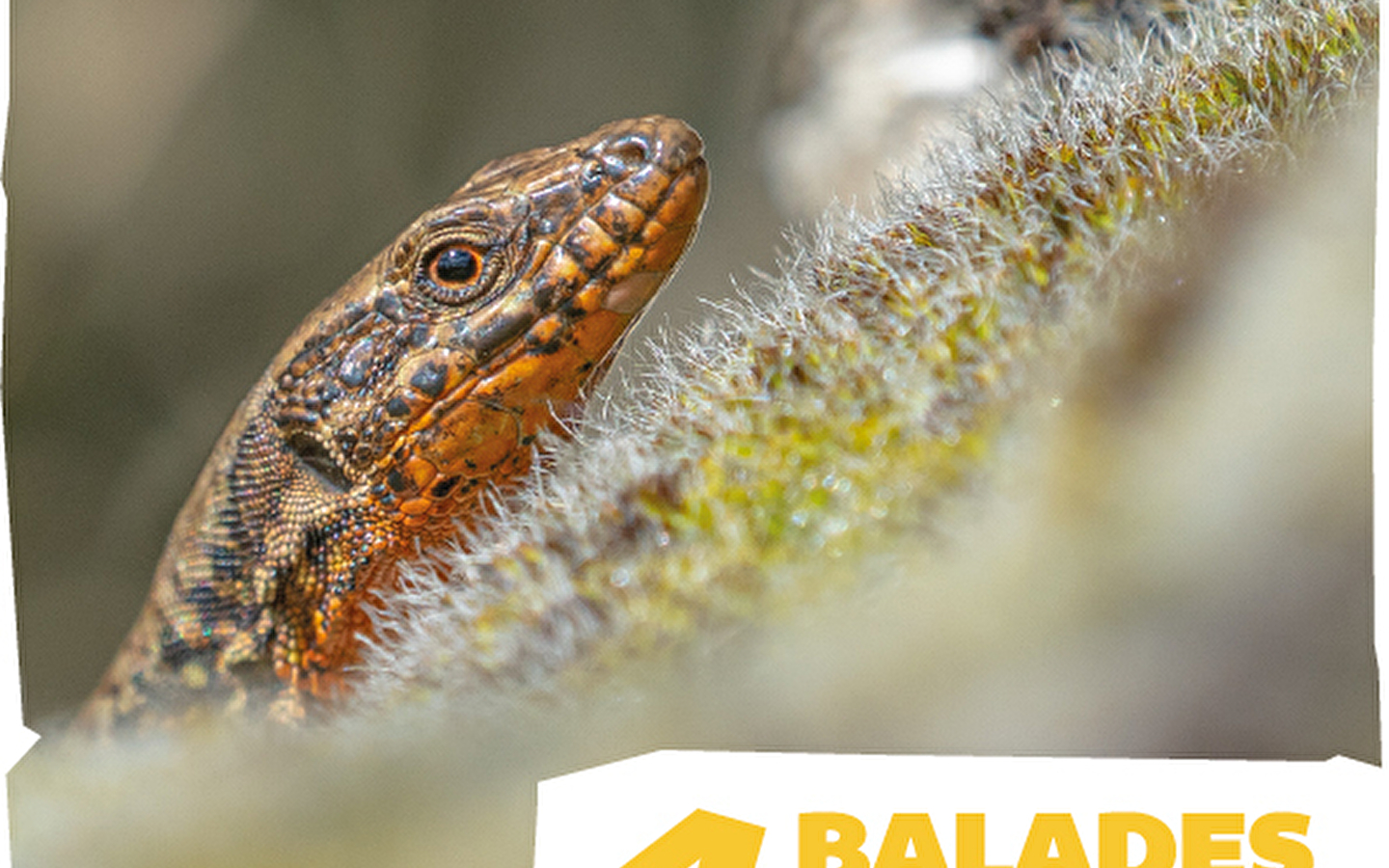 Biodiversity in the city - The discreet one