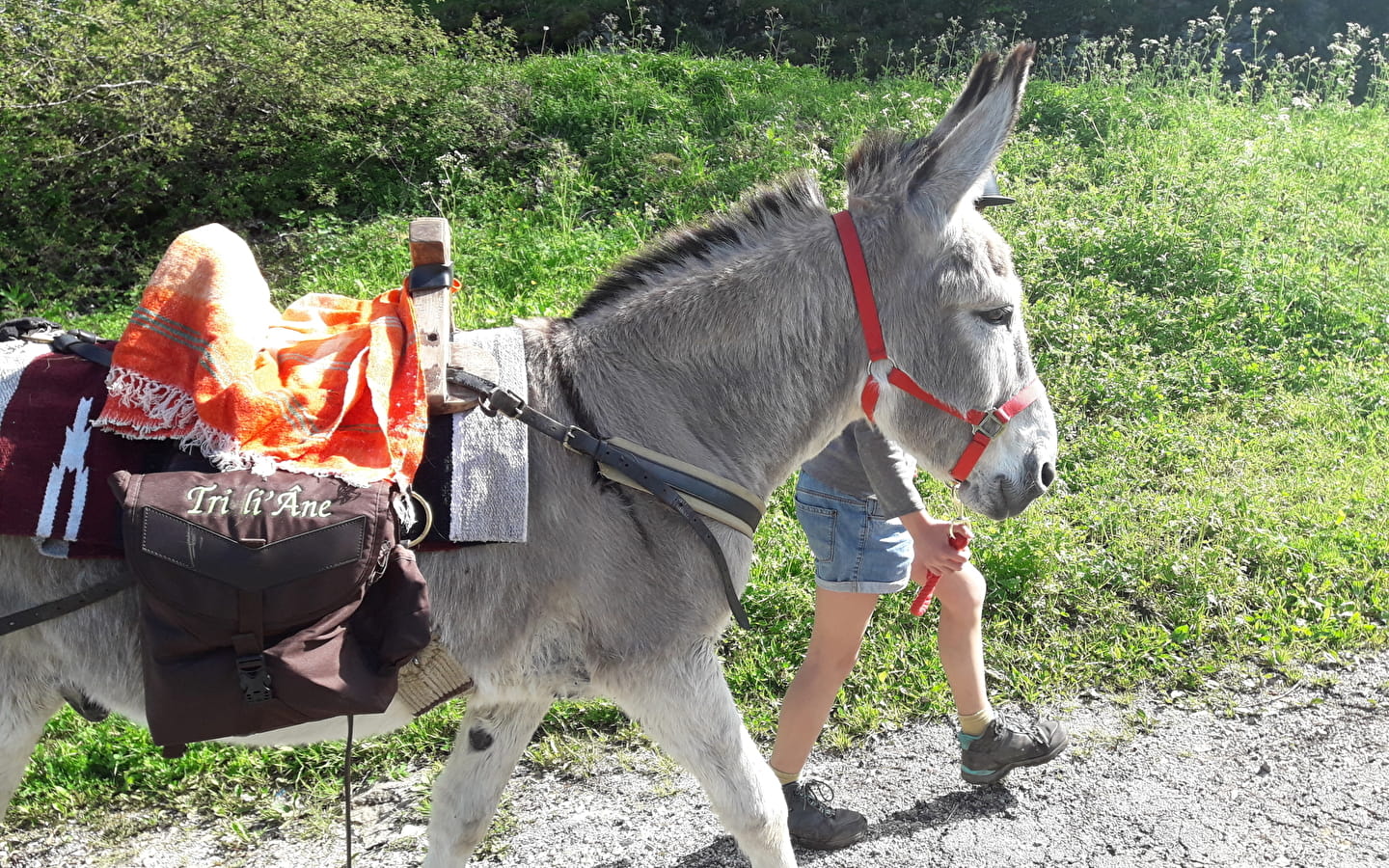 Donkey trekking