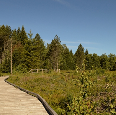 Peat bogs