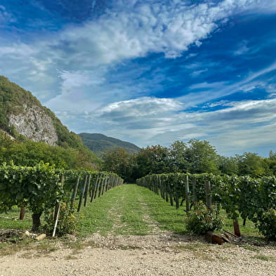 Les Pieds dans le Local®, spécial producteurs ! Visite d'exploitation : Le Chateau de Vareppe