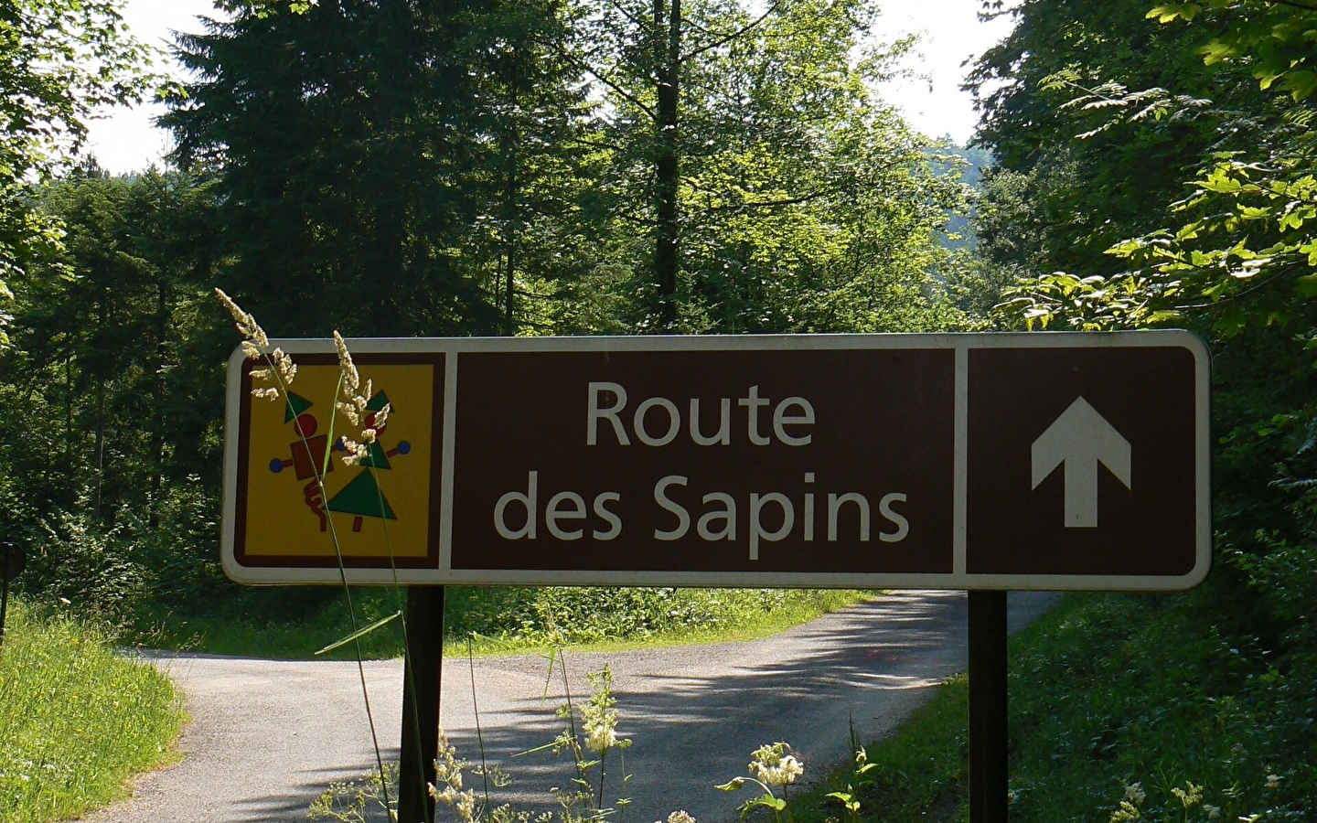 The route des sapins