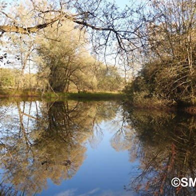 Loop of natural environments in the Saône marshes