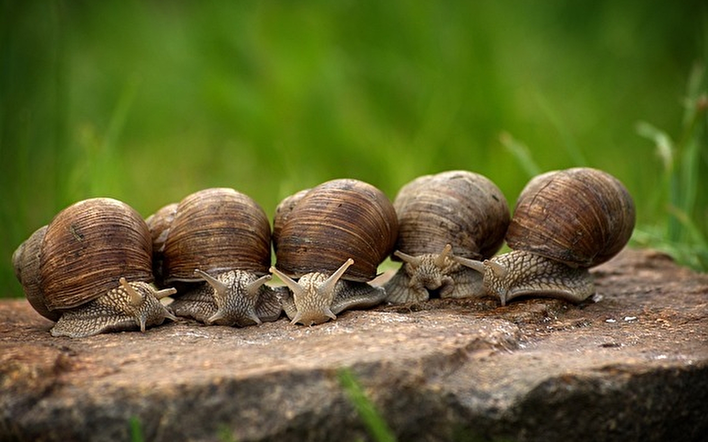 Apéro des Escargots à Vieu en Valromey