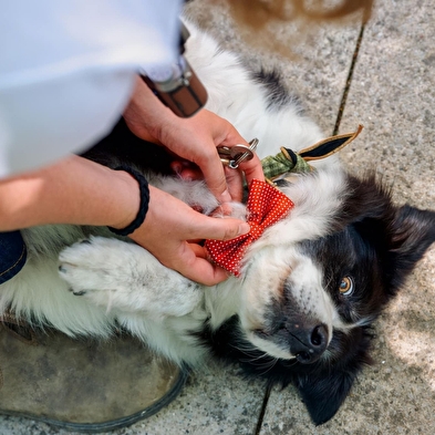 Visite libre et ateliers à la ferme de Bozzi