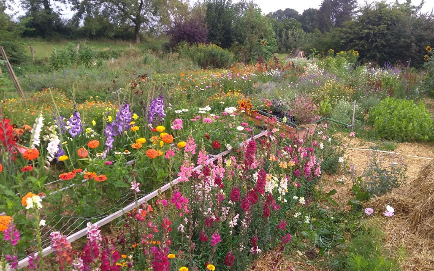 Picking and bouquet workshop