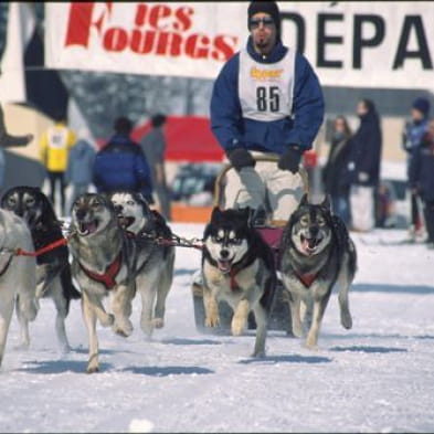 Sled dog race - CANCELLED