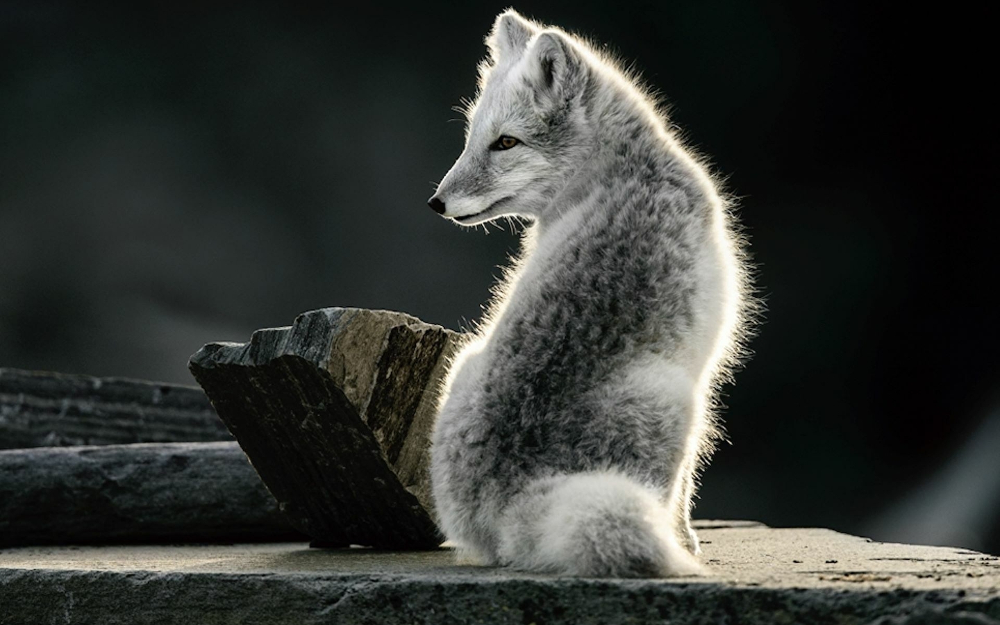 On the lookout, photographs by Vincent Munier 