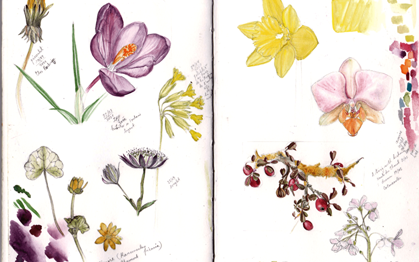 123 Nature Workshop: Introduction to botanical drawing
