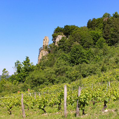 Les sens de la vigne - La cave des copains