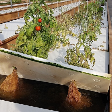 Ferme aquaponique du Pays de Gex