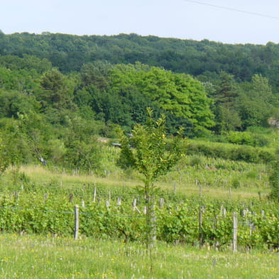 Les Vignes