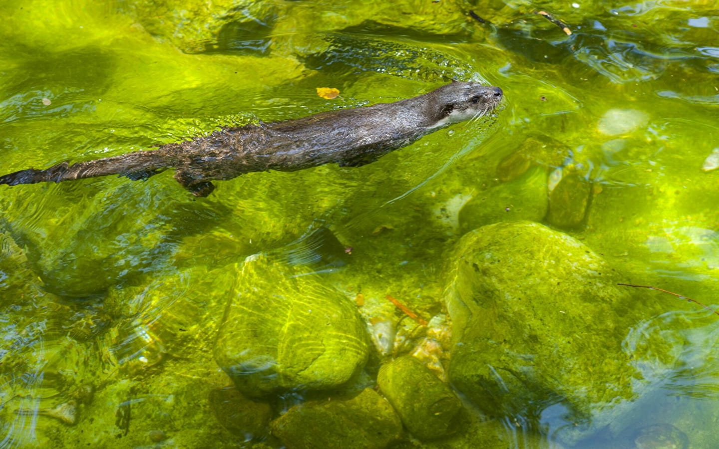 The mysterious otter