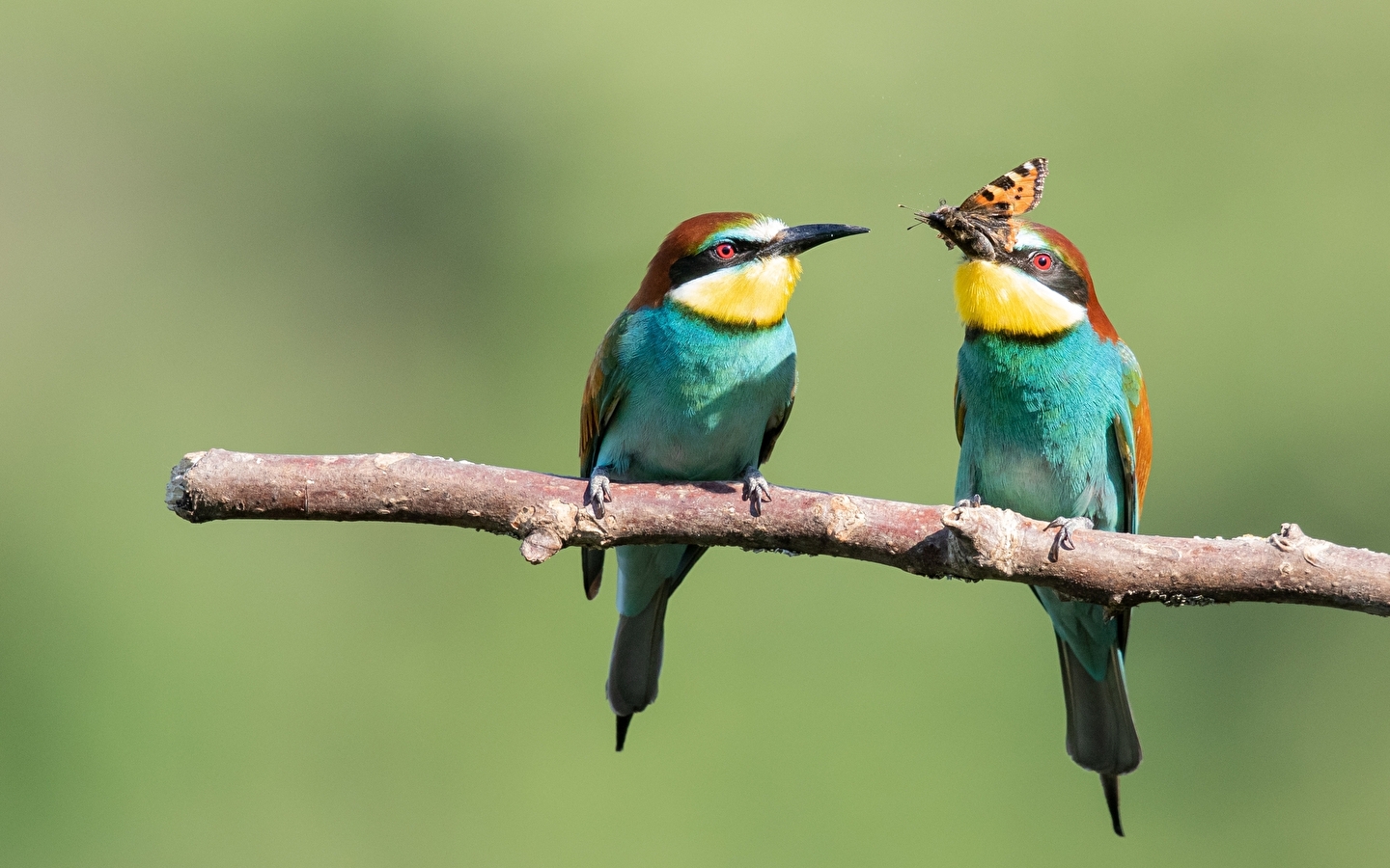 Birds, a passion exhibition