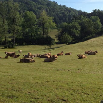 GAEC des Sapins - APREMONT