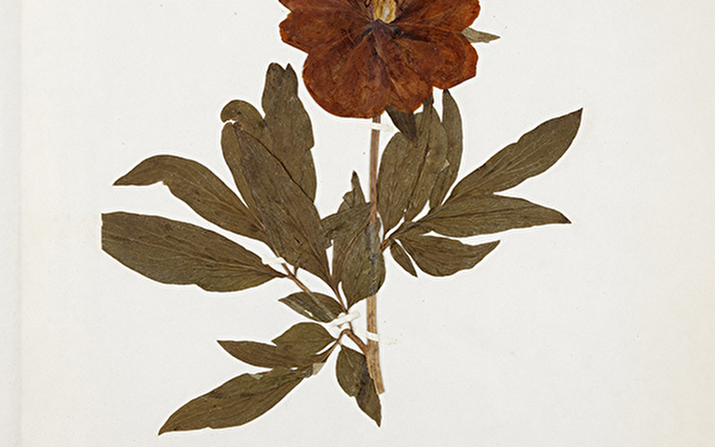 Holiday workshop - Making your own herbarium