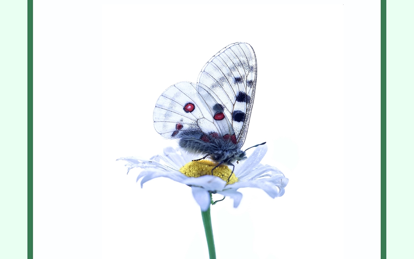 Art exhibition - My magic meadow