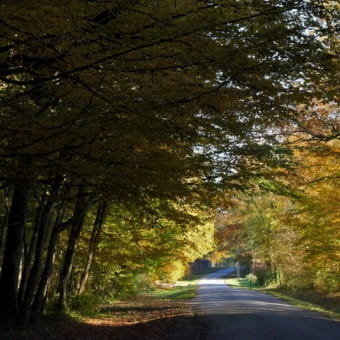 Forêt de chaux - LA VIEILLE-LOYE