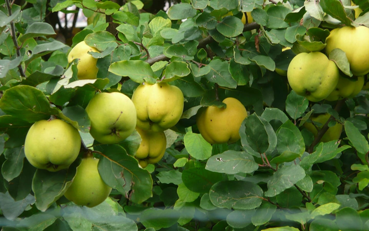 123 Nature cooking workshop: Making quince paste