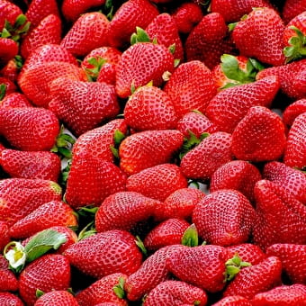 Nathalie Vinot - production de fraises et framboises - FLAXIEU