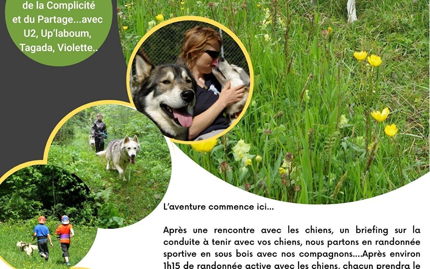 Cani rando dog sledding