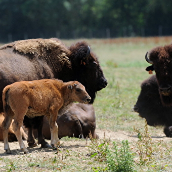 GAEC du Clos de L'Oliviers - SAINT-DIDIER-D'AUSSIAT