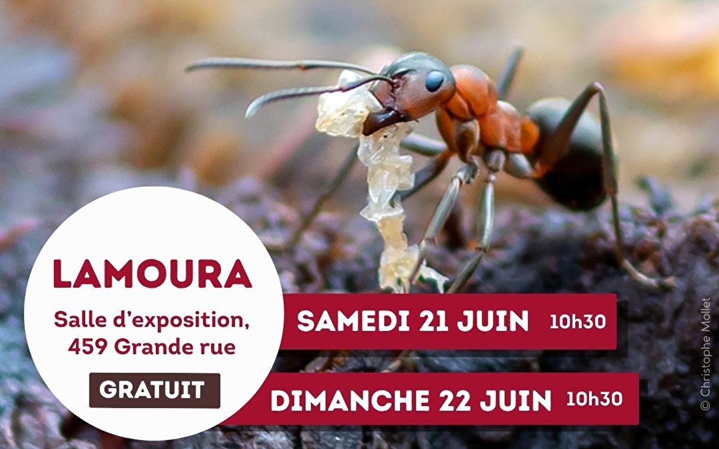 Nature activities: on the trail of small animals