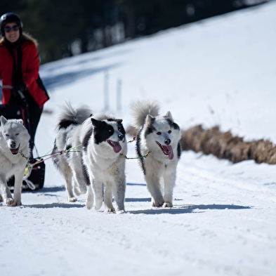 La vallée des laïkas - Chiens de traîneau