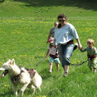 Chiens de traîneaux : cani-rando / cani-remorque - MIJOUX