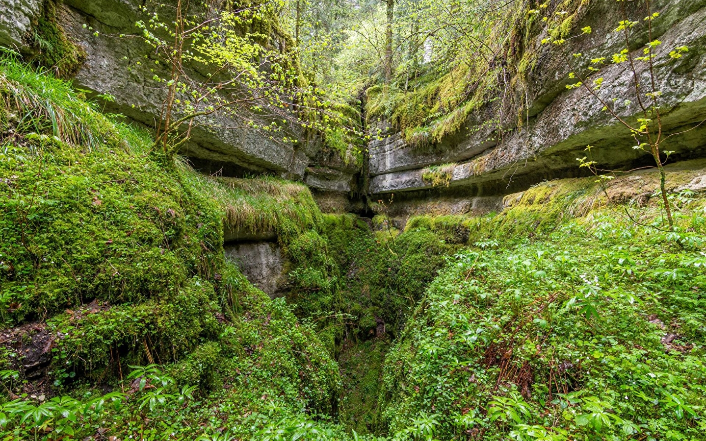 Fankarstic journey to the heart of Billin Wood