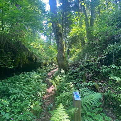 Les Aventures Fankarstiques - O of the woods