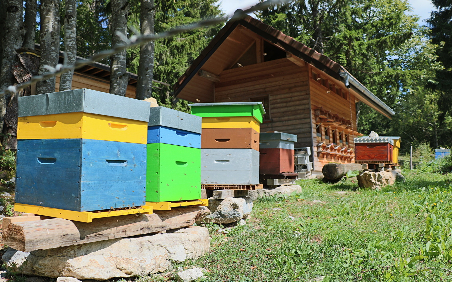 Bayard apiary