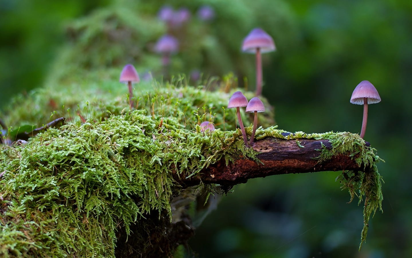 Animation nature: Les champignons, un réseau sous nos pieds
