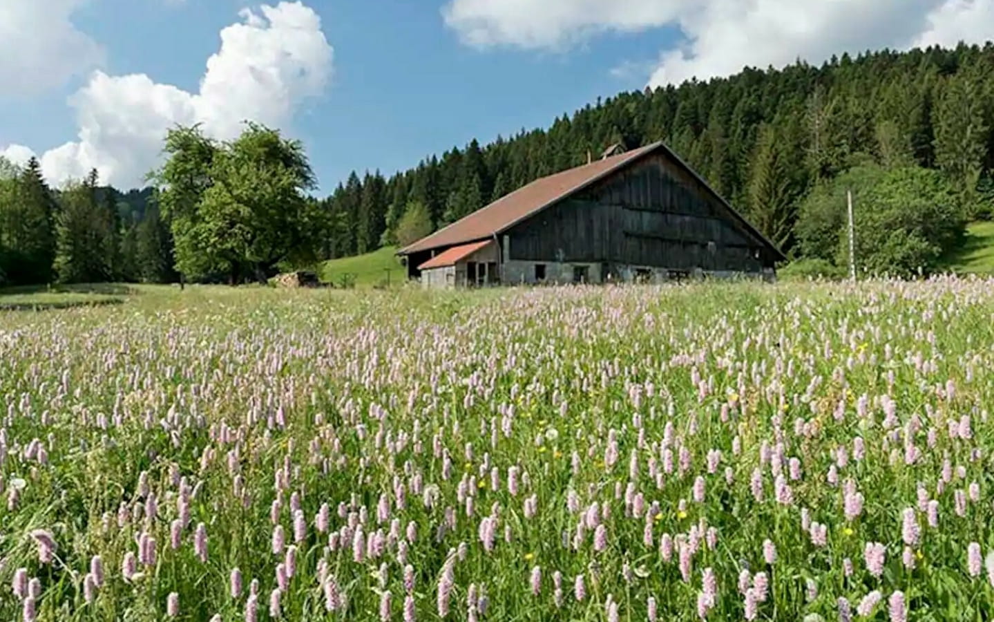 Chambre d'hôtes - La grand raie