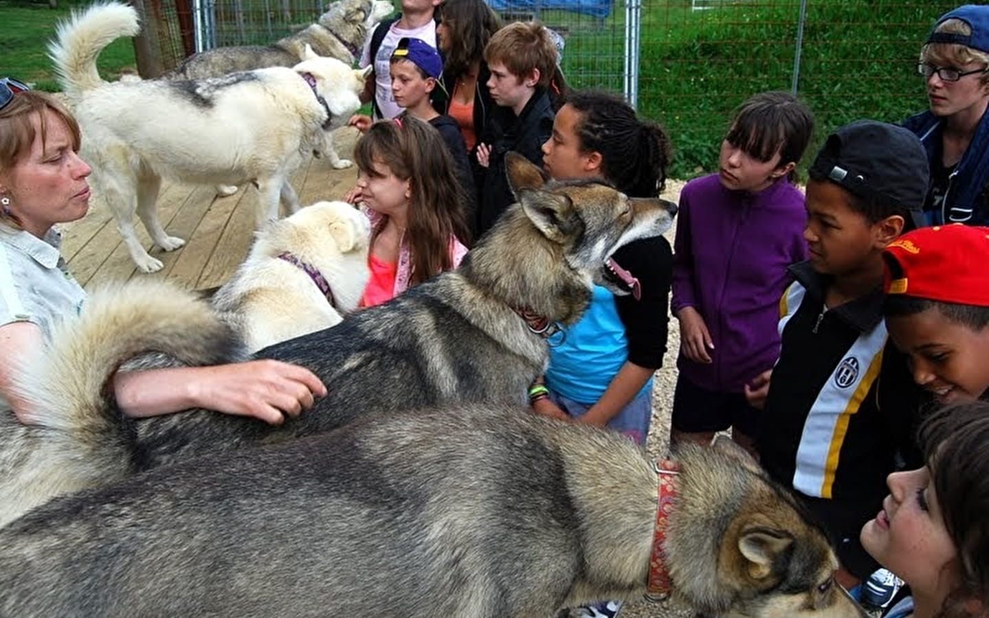 Park visit, Immersion with sled dogs