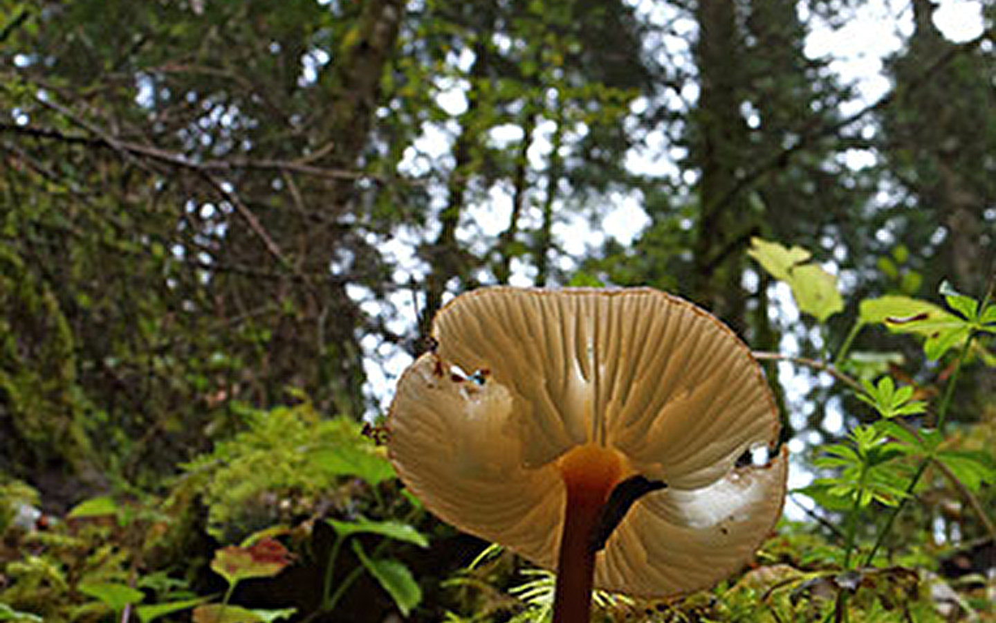 The Mont Noir forest