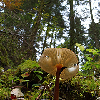 The Mont Noir forest - LAC-DES-ROUGES-TRUITES