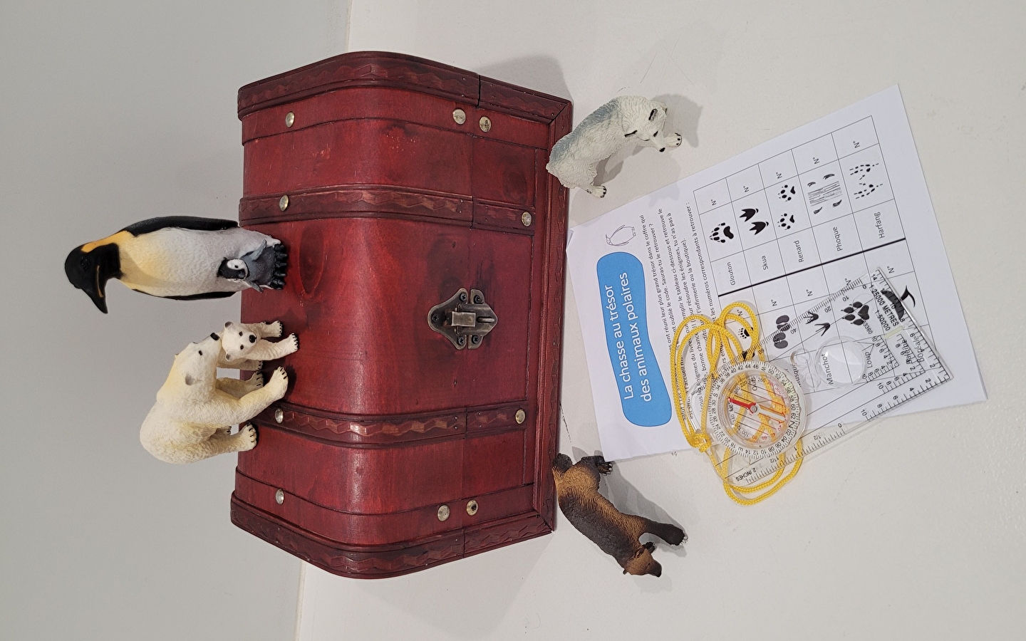 Polar animal treasure hunt